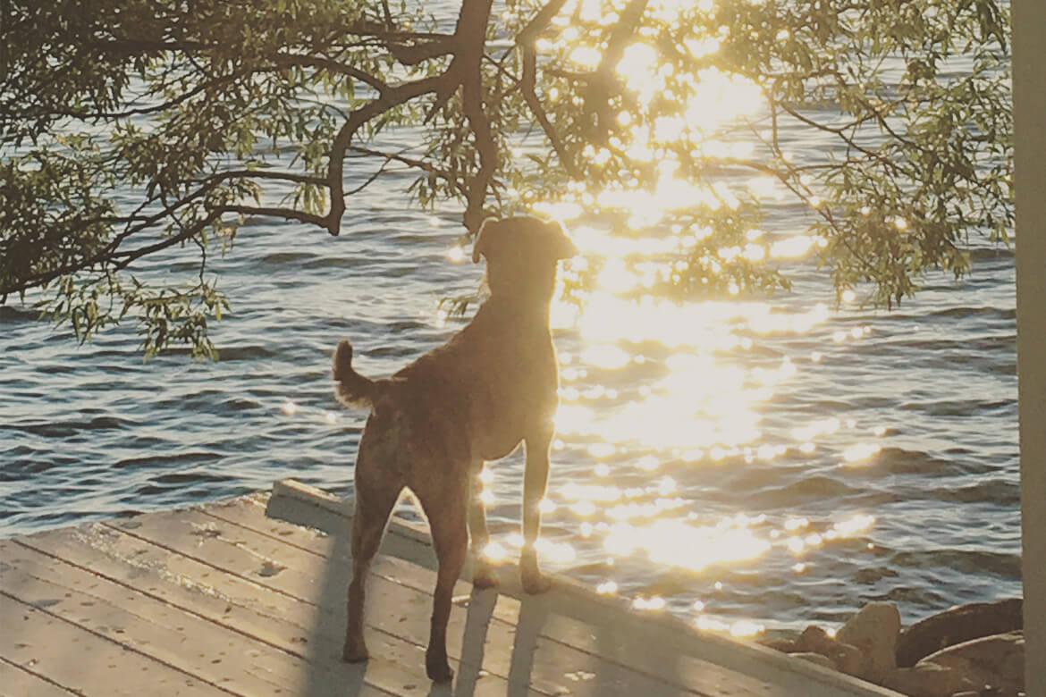 Happy dog by the dock looking into the glimmering sun