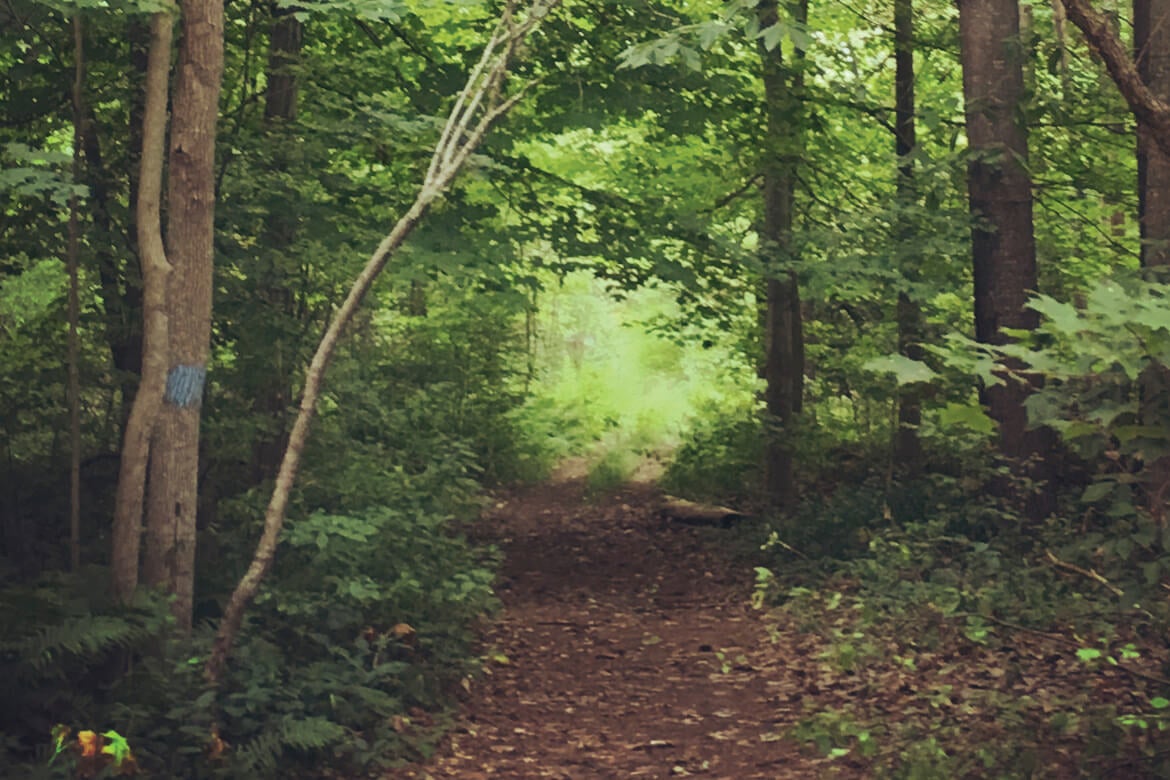 Thick growth forest with dirt path