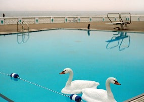 Swans in pool