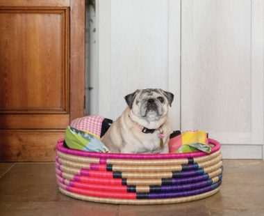 Happy Pug in Her Bed