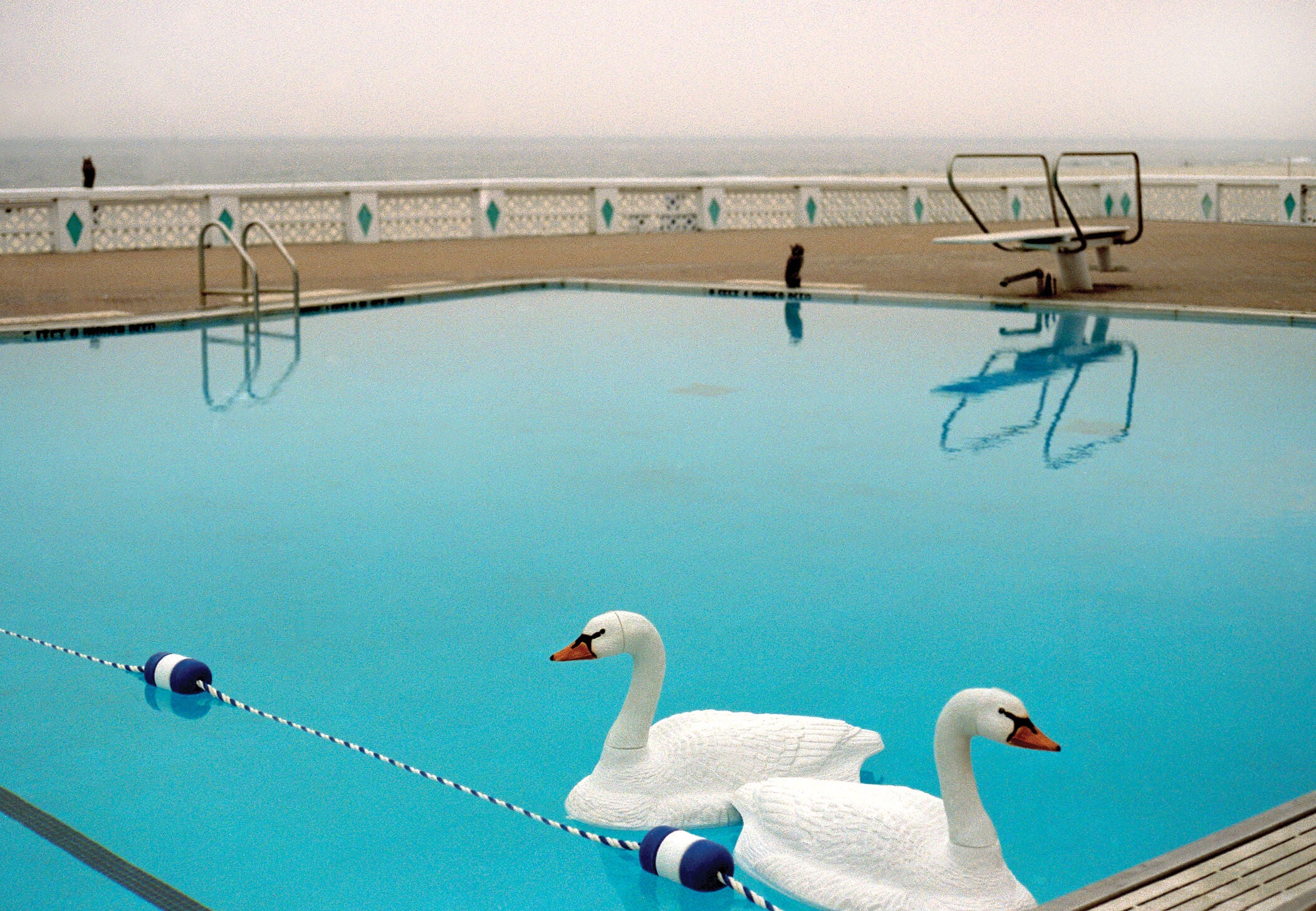 Swans in pool