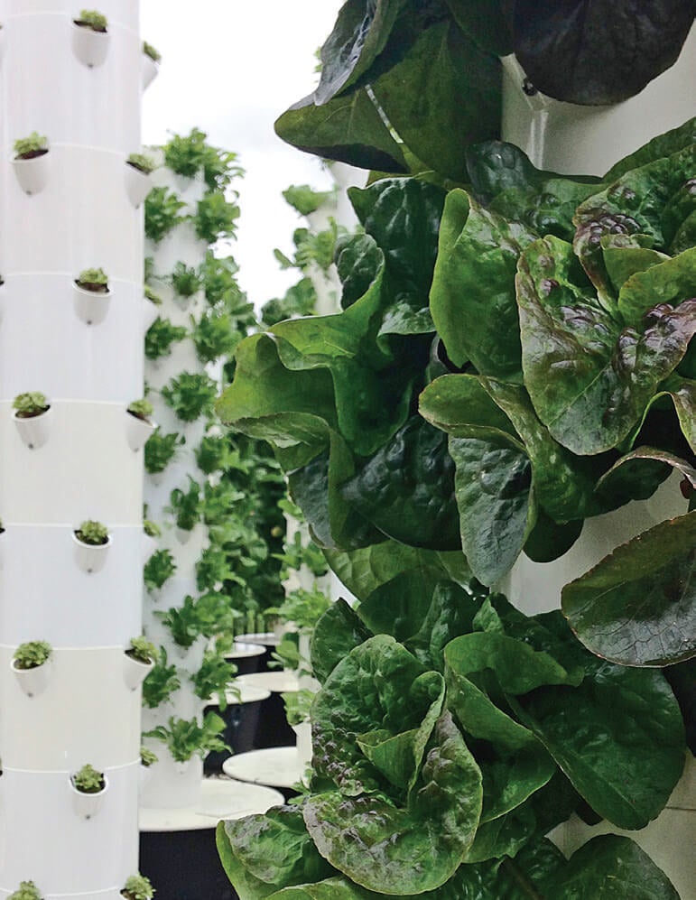 Hanging Garden Wall Growing Lettuce