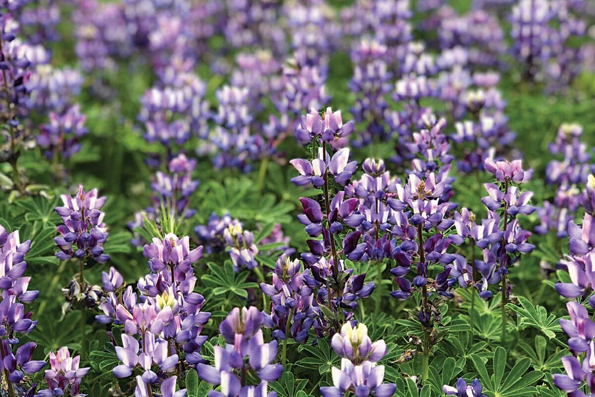 Purple flowers in a field